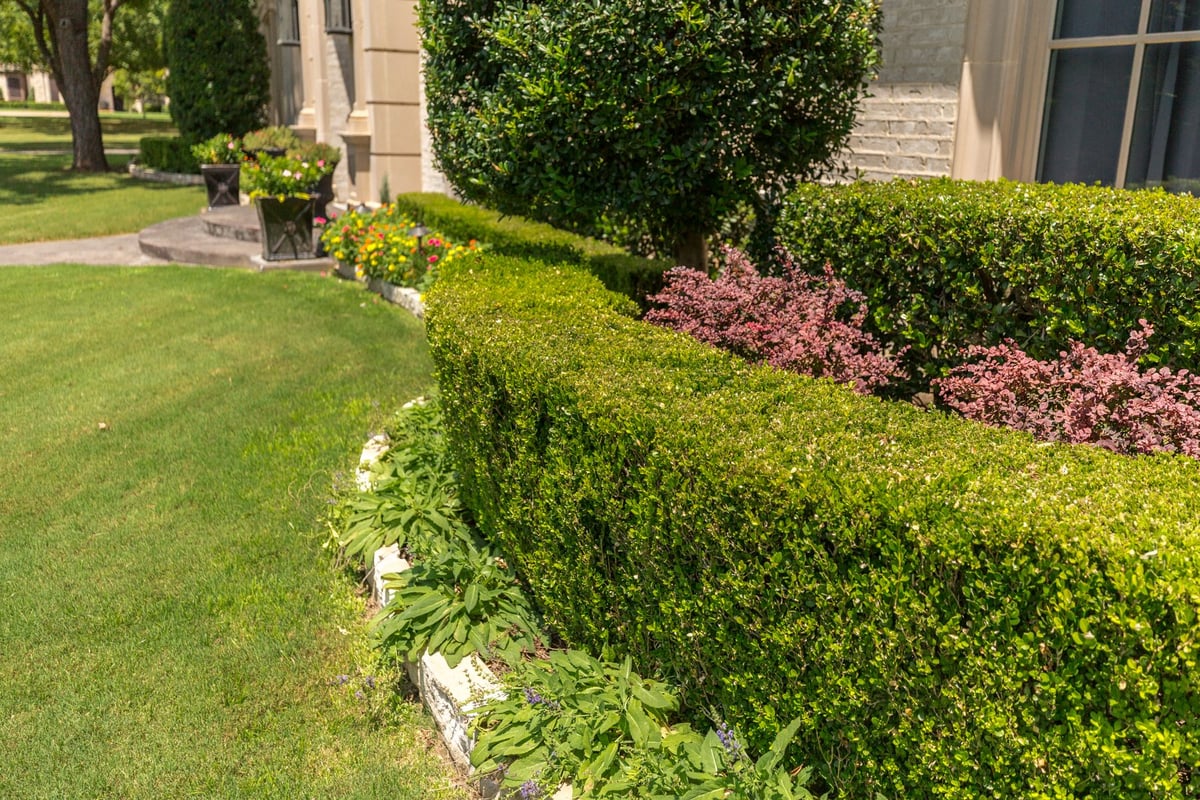 What is the Cost of Shrub Removal and Replacement in North Texas?